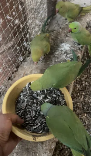 ببغاد دره زوج نص نص أليف
