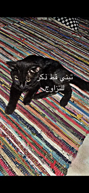 قط ذكر (للتبني) اقراء الوصف