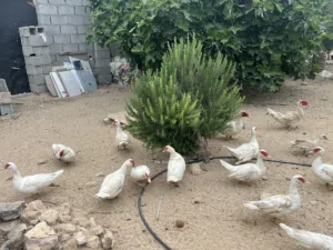 بط للبيع المكان مصراتة