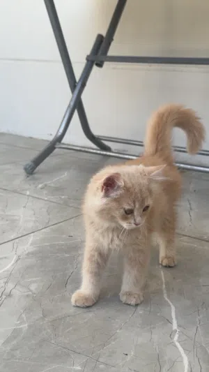 3 بزازين شيرازي