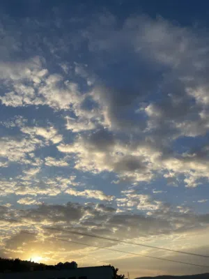 مطلوب كلب زينه للبيع بسعر مناسب