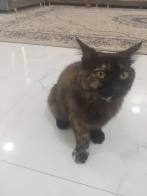 قط شيرازي للبيع ذكر
