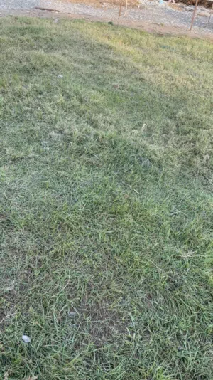 إيواء خيولً