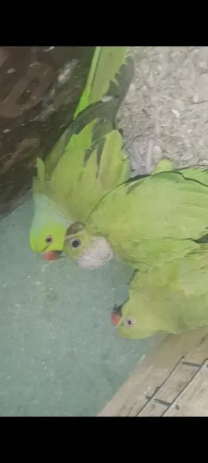 زوج بغبغاء مع فرخهن الام والاب ثاني إنتاج بصحه ممتازه غير أليف عمر الفرخ شهرين