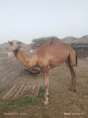 جعود للبيع