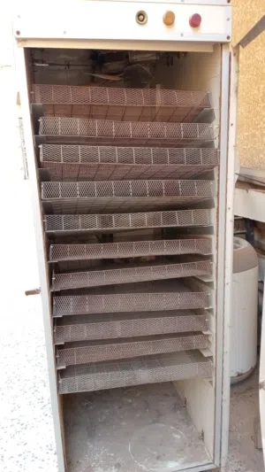 حضانة بيض محلية
