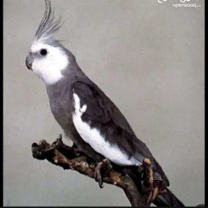 سبحان الله 
