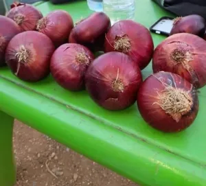‏خضار وفواكه‏3