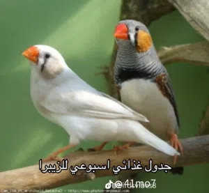 مطلوب زوج فناجس كرست