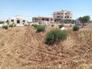 ارض مزروعه زيتون في المغير حوض شعب العناب للبيع بسعر مغري