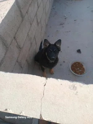 جيرمن شيبرد شو لاين