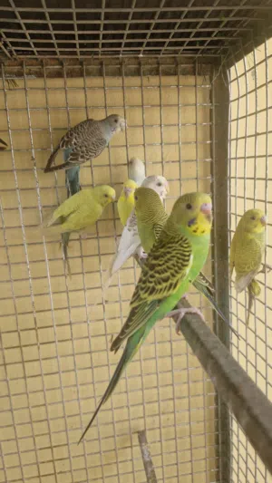 طيور بادجي للبيع