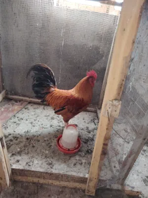 ديك عربي خشن