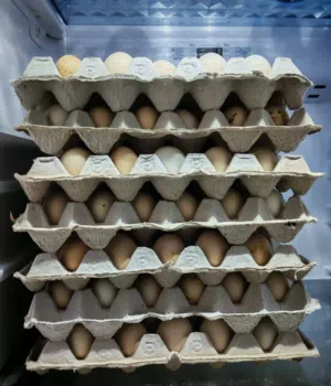 بيض عماني للبيع