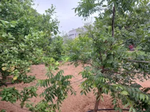 2 Bedrooms Farms for Sale in Tripoli Gasr Garabulli
