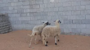 2نعاج وطنيات الله يبارك عشار بادن الله سنهم رباع خوات توميات ربي يبارك سليمات من العيوب والامراض..