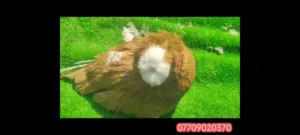 متاح مجموعة حمام بخارى ازواج الرقم موجود ب تفاصبل موجود واتساب