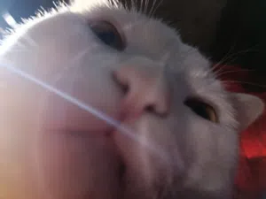 ندى مهني 