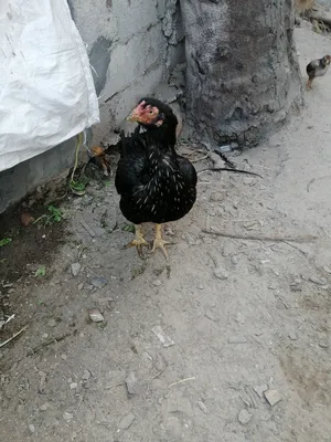 دجاج باكستاني ميوالي