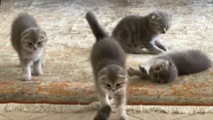 Adorable 2 Months Kittens for Sale