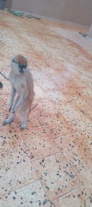قرد النسناس