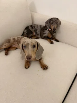 Dachshund 1 year and 2 month