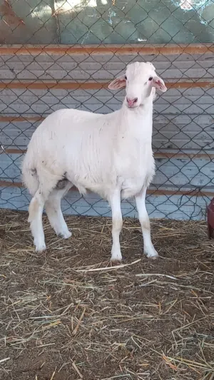 طلي حري للبيع