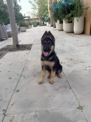 Exceptional Pure Breed German Sheppard Puppy - 3 Months Old - Male