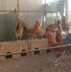 دجاج فرنسي بيور