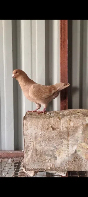 حمام للبيع  فحل كنق  وجوز نوارس   للبيع  بسعر بلاش