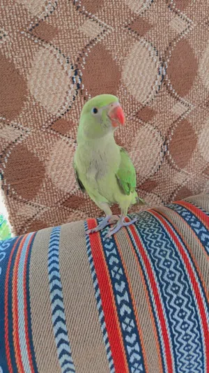 بغبغاء دره اليف
