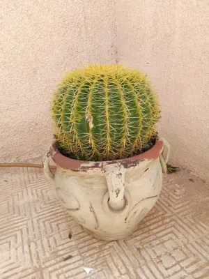 نبتة صبار ممتازة