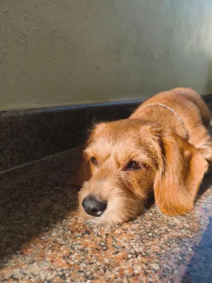 جلب مطعم كل التطعيمات نوعه داشهوند عمرها من 5 الا 6 شهور