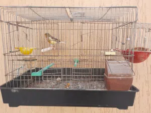 انثي كناري تحتها 2 بيض في صحة جيدة والبيع بالقفص بالحضانة وجميع محتويتاتة