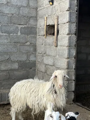 كبش للبيع سمين اموره طيبه العمر سنتين