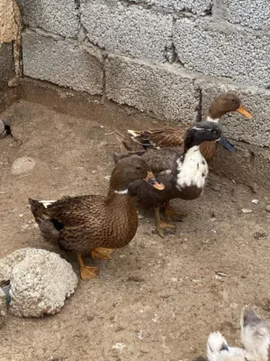 بط عماني  ذكر وانثتين