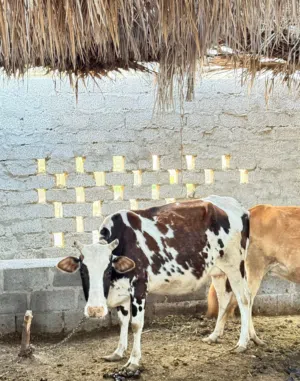 بقر مال صلالة موقع في البلة