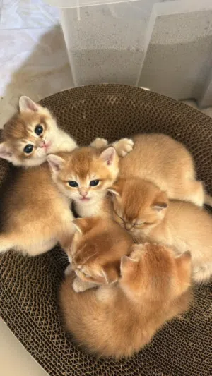Ny12-11 kittens for reservation