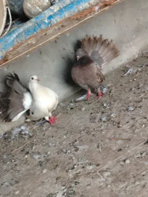 حمام شمسي زوج