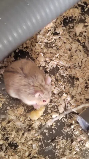 عرض العيد 3 همستر ب3500 همستر روسي يلعب مع الإنسان