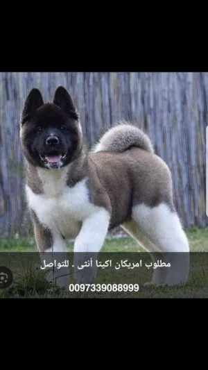 looking for female american akita
