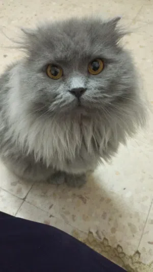 بس شيرازي .