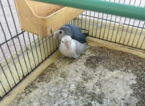 كوبيه بركديلو مصوقره فطويل سعرها 170 بلقفص والحضانه