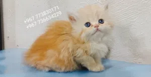 قطط شيرازي