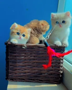 Purebred British Shorthair Kitten Blue Golden Ay12 ( rare color)