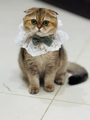 قطه سكوتش فولد شانشيلا: Scottish Fold Chinchilla cat للتبني