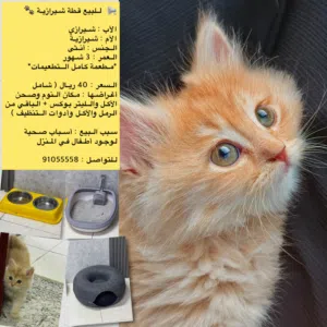 قطة شيررازية بيور للبيع عمرها 3 شهور مع جميع مستلزاماتها