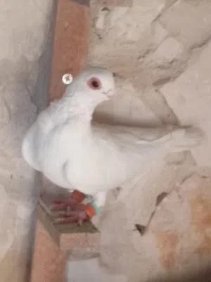 صادق صلوحه 