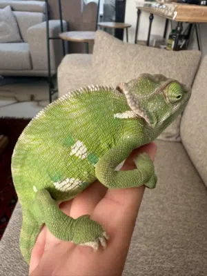 For sell chameleon