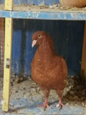Pigeons1